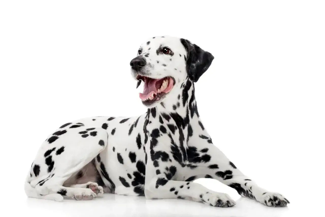 Un dalmata con macchie nere su sfondo bianco, sdraiato e con la bocca aperta, sembra felice. La sua altezza è perfetta per un cane di razza.