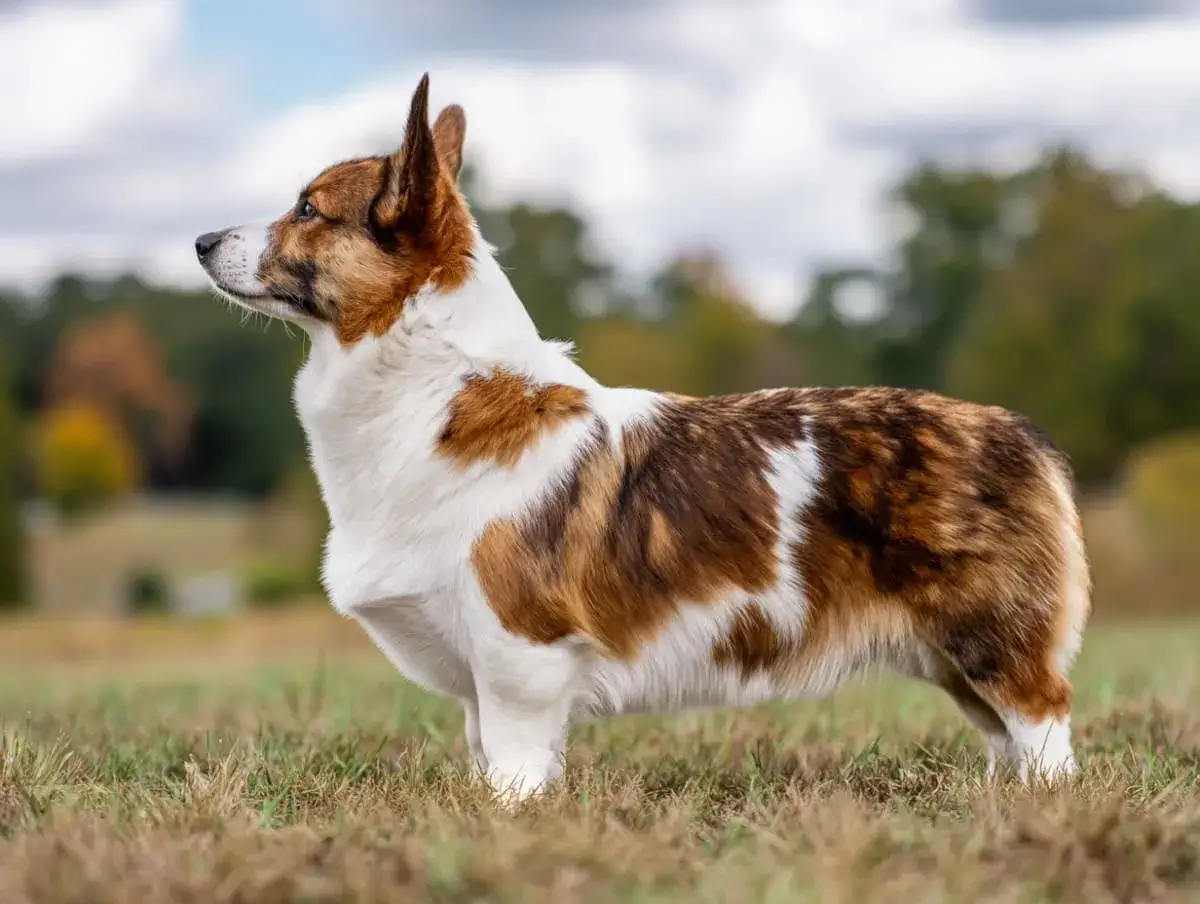 En stolt corgi med en kort, stubbig corgi svans står i gräset.