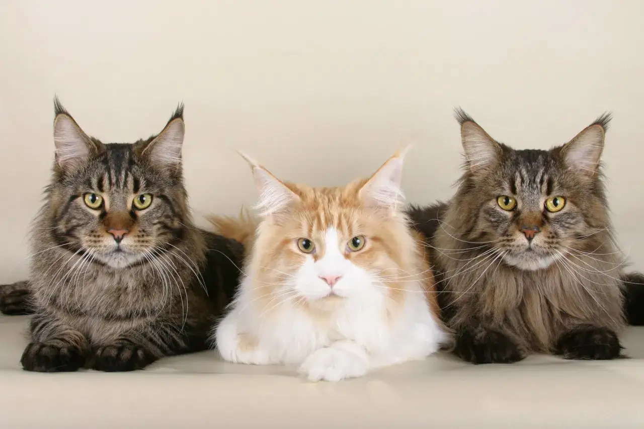 Maine Coon kot portret