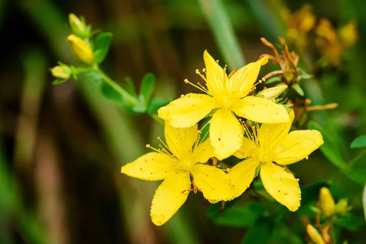 Gula blommor av **hypericum perforatum** lyser upp en gr&ouml;n bakgrund.