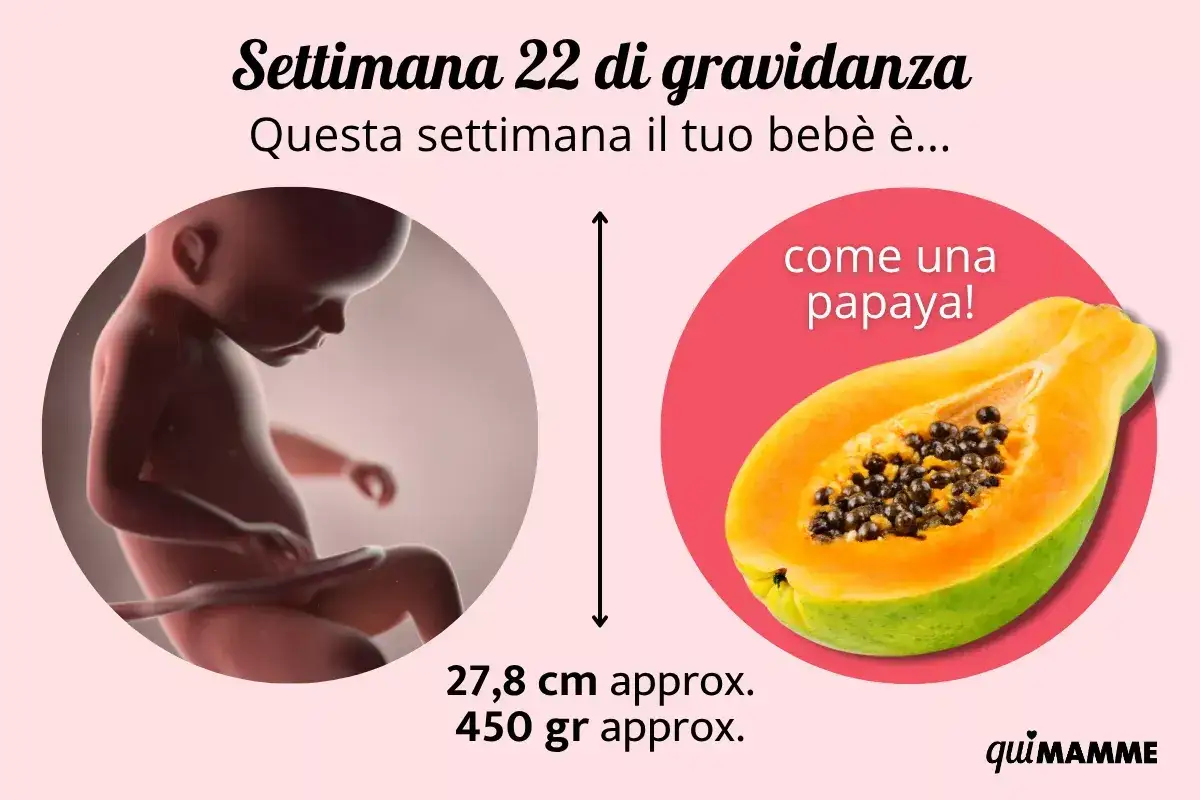 Feto di 22 settimane, grande come una papaya. Misura circa 27,8 cm e pesa 450 gr.