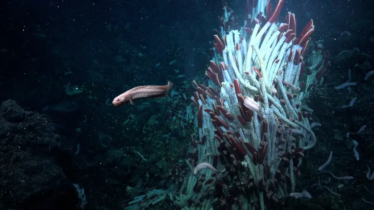 Un pesce pallido nuota vicino a un groviglio di vermi tubicoli rossi e bianchi. Questo è cos'è l'oceano: un mondo misterioso e pieno di vita.