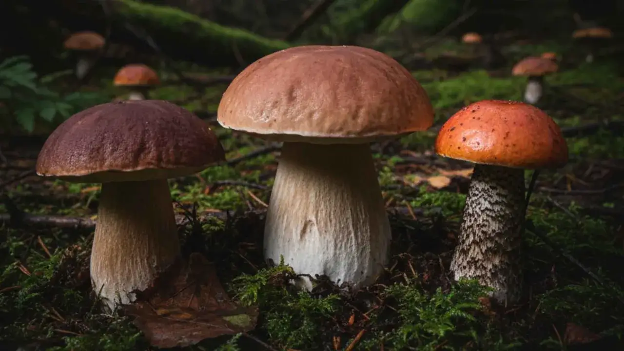 Trzy grzyby jadalne rosnące na leśnym poszyciu. Jeden z nich, o pomarańczowej czapce, ma charakterystyczny, łuskowaty trzon.