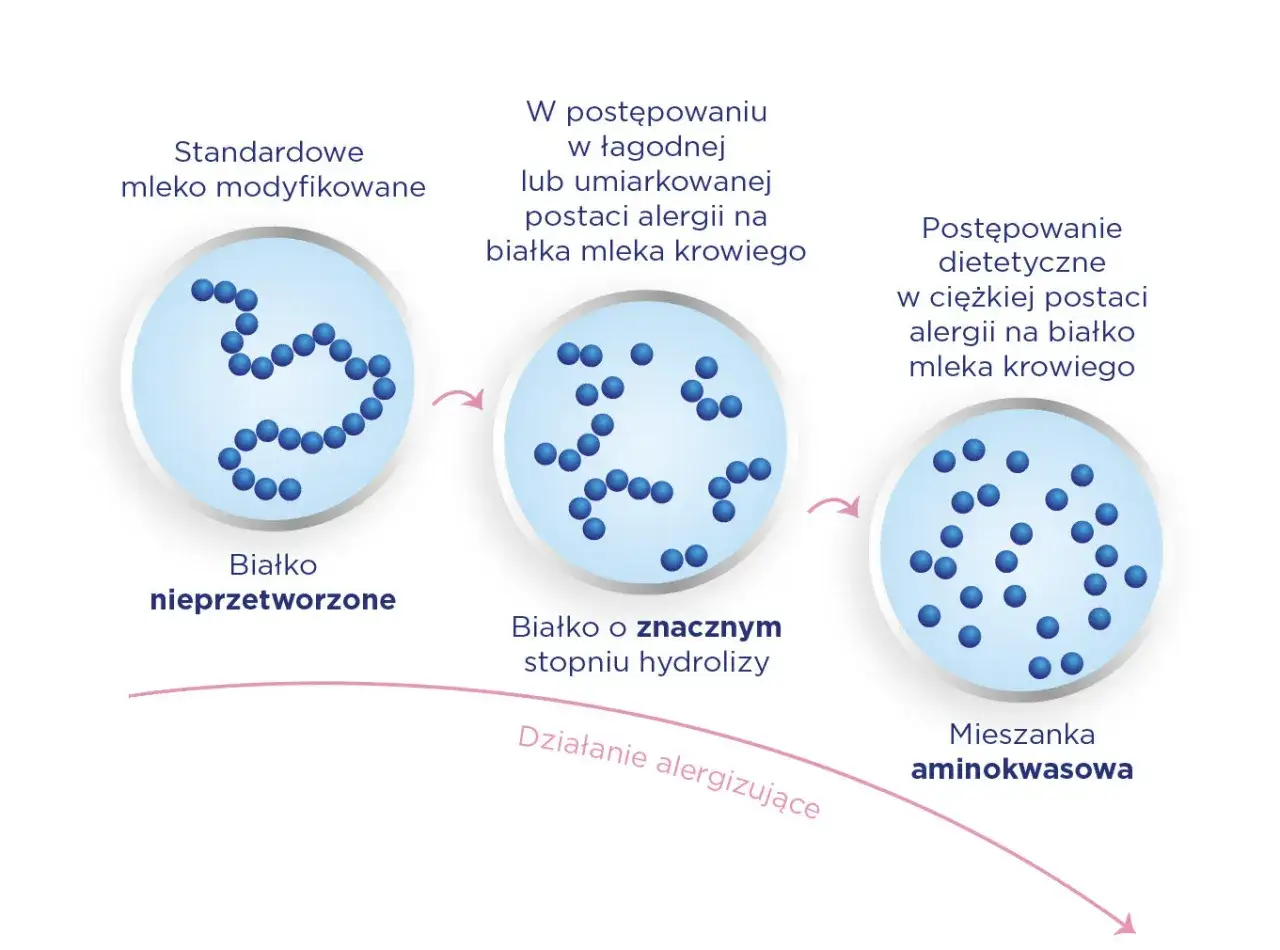 Schemat pokazuje przejście od białka nieprzetworzonego do mieszanki aminokwasowej, stosowanej w alergii na białko mleka krowiego, np. w mleku Neocate Junior.