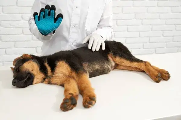 weterynarz bada owczarka niemieckiego
