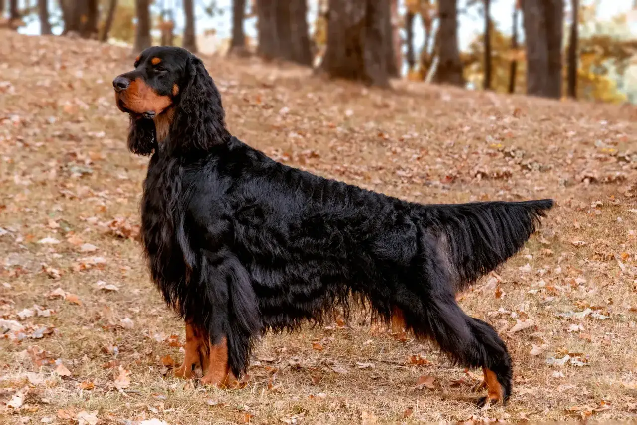 Ein eleganter Gordon Setter steht im Herbstlaub.