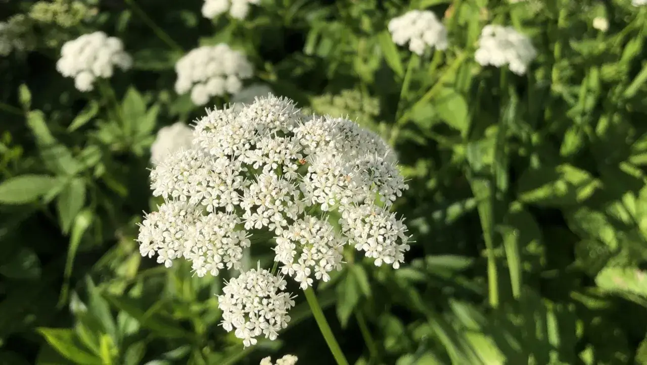 Ein Giersch-Doldenblütler im Fokus, umgeben von grünen Blättern. Man könnte ihn für ein leckeres Gericht halten, doch Vorsicht ist geboten!