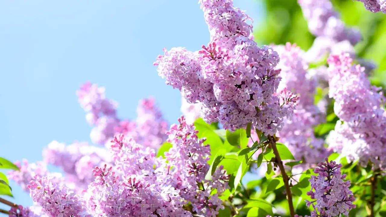 A cluster of fragrant purple lilacs in full bloom against a bright blue sky. This is when lilac bushes bloom, signaling the arrival of spring.