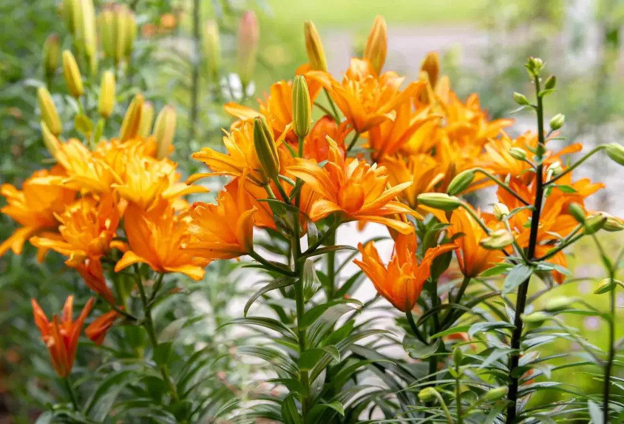 En grupp lysande orange asiatiska liljor blommar i tr&auml;dg&aring;rden.