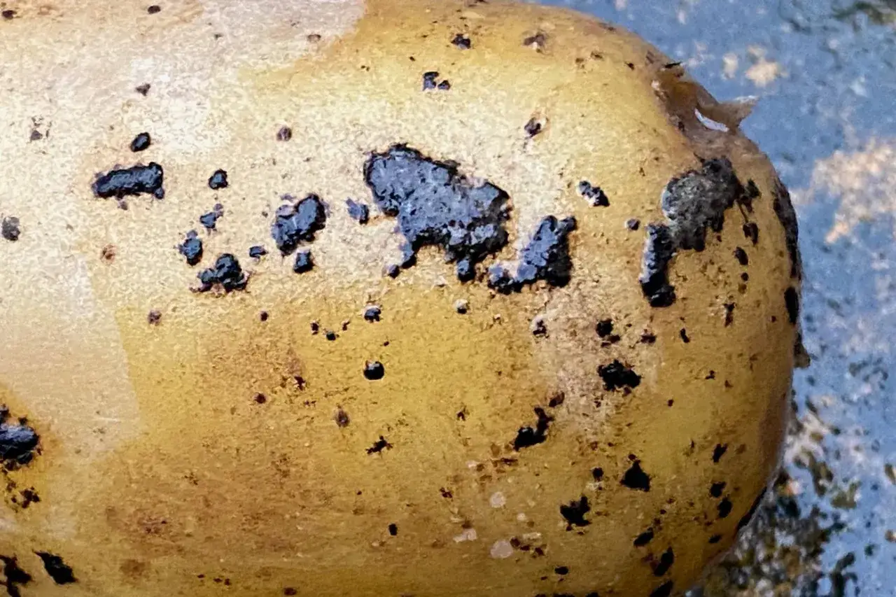 Kartoffel mit dunklen Flecken, die auf Rhizoctonia hinweisen. Die Haut ist gelblich mit unregelmäßigen, schwarzen Läsionen.