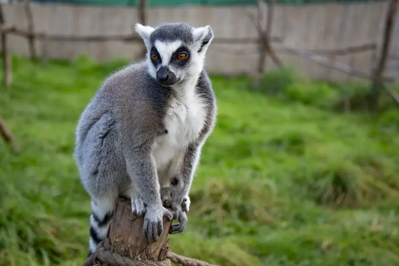 Lemur siedzi na pniu w zoo w łącznej, z zaciekawieniem obserwując otoczenie.