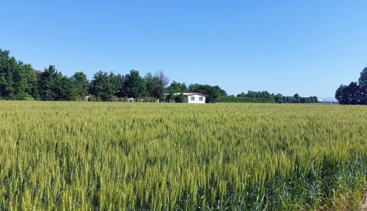 Zielone pole orkiszu pod błękitnym niebem. W oddali mały biały domek z czerwonym dachem, otoczony drzewami.