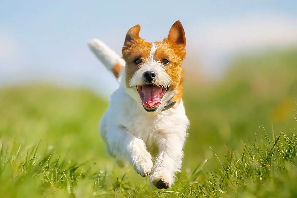 Glad Jack Russell-terrier springer i gräset. Ett perfekt hundnamn för en tjej som älskar att springa!