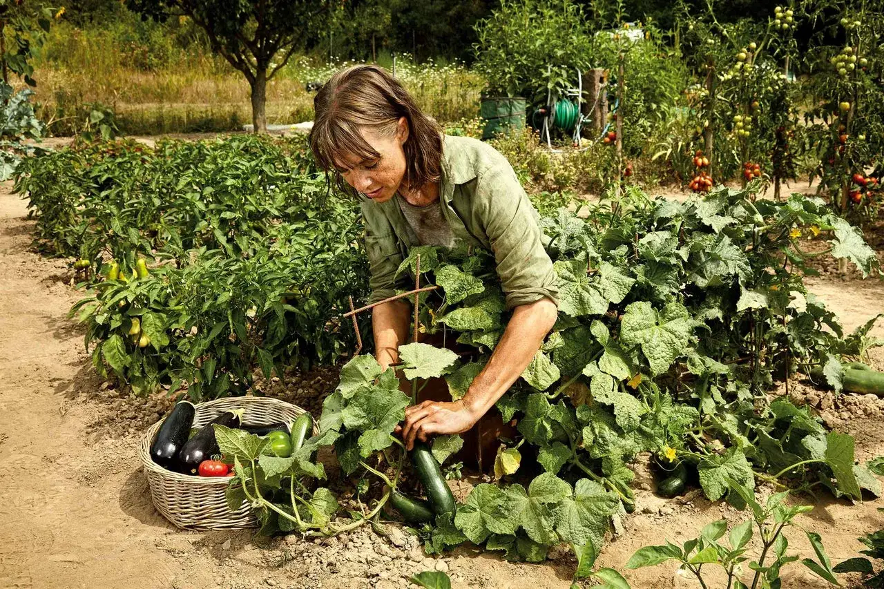Une femme récolte des concombres dans son potager. La culture du concombre est florissante, avec des légumes mûrs dans un panier à côté.