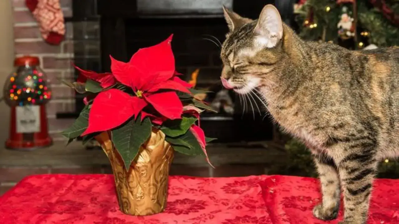 Gato curioso olisquea una flor de pascua, planta tóxica para gatos, en un ambiente festivo.
