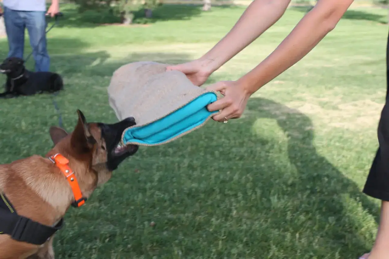 Mi perro me salta encima y me muerde el saco de entrenamiento. &iexcl;Qu&eacute; juguet&oacute;n!
