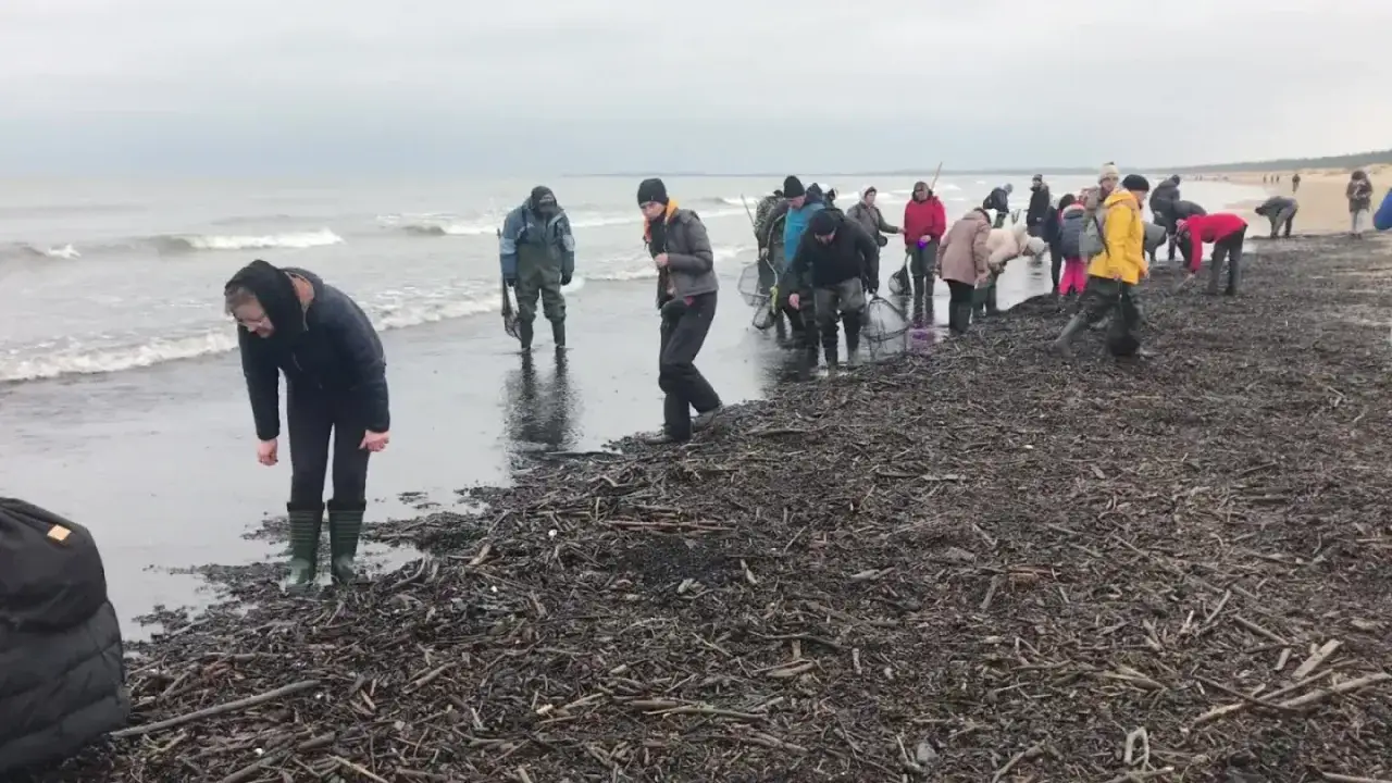 Grupa ludzi w kaloszach przeszukuje plażę, zastanawiając się, czy można zbierać bursztyny. Wszyscy mają siatki, gotowi na znaleziska.