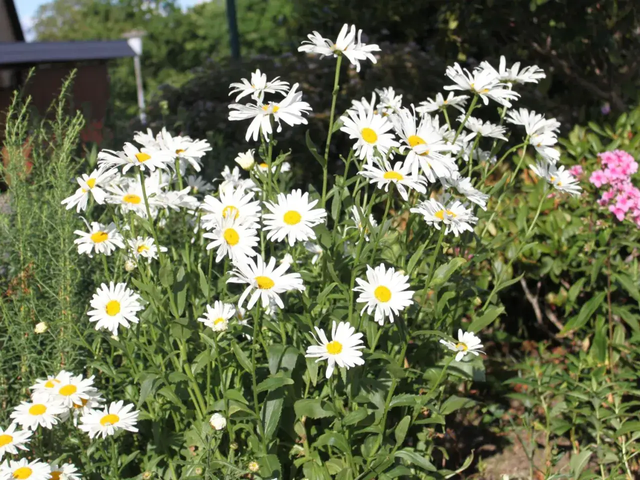 Ein Feld voller Margeriten, die **winterhart** sind und den Garten versch&ouml;nern.
