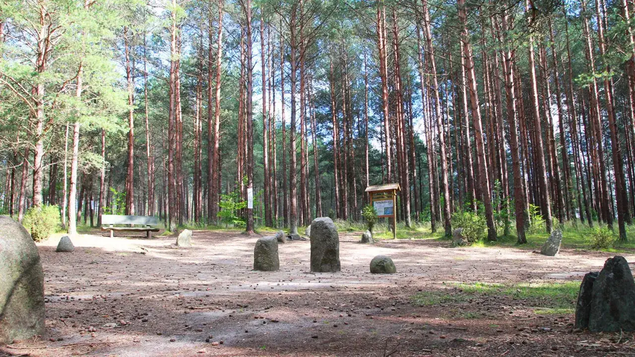 Kamienne kręgi w lesie sosnowym. Stanica turystyczna z ławką i tablicą informacyjną.