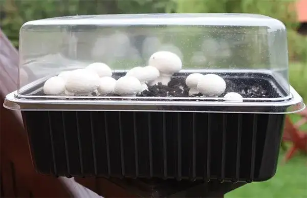 domowa uprawa pieczarek growkit