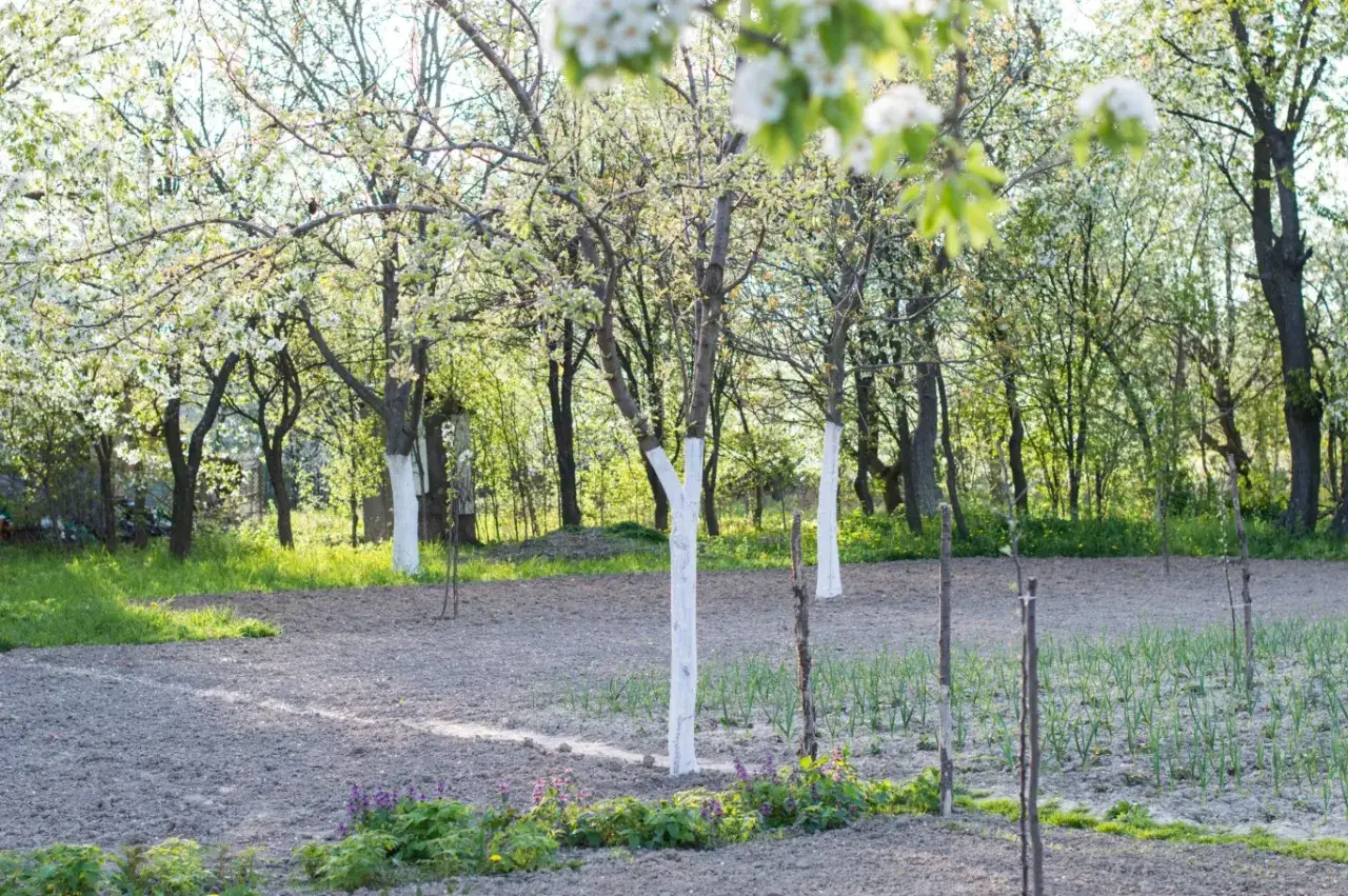 Sad w kwitnącym sadzie, drzewa z bielonymi pniakami po oprysku olejem parafinowym. Widać młode rośliny i kwiaty.