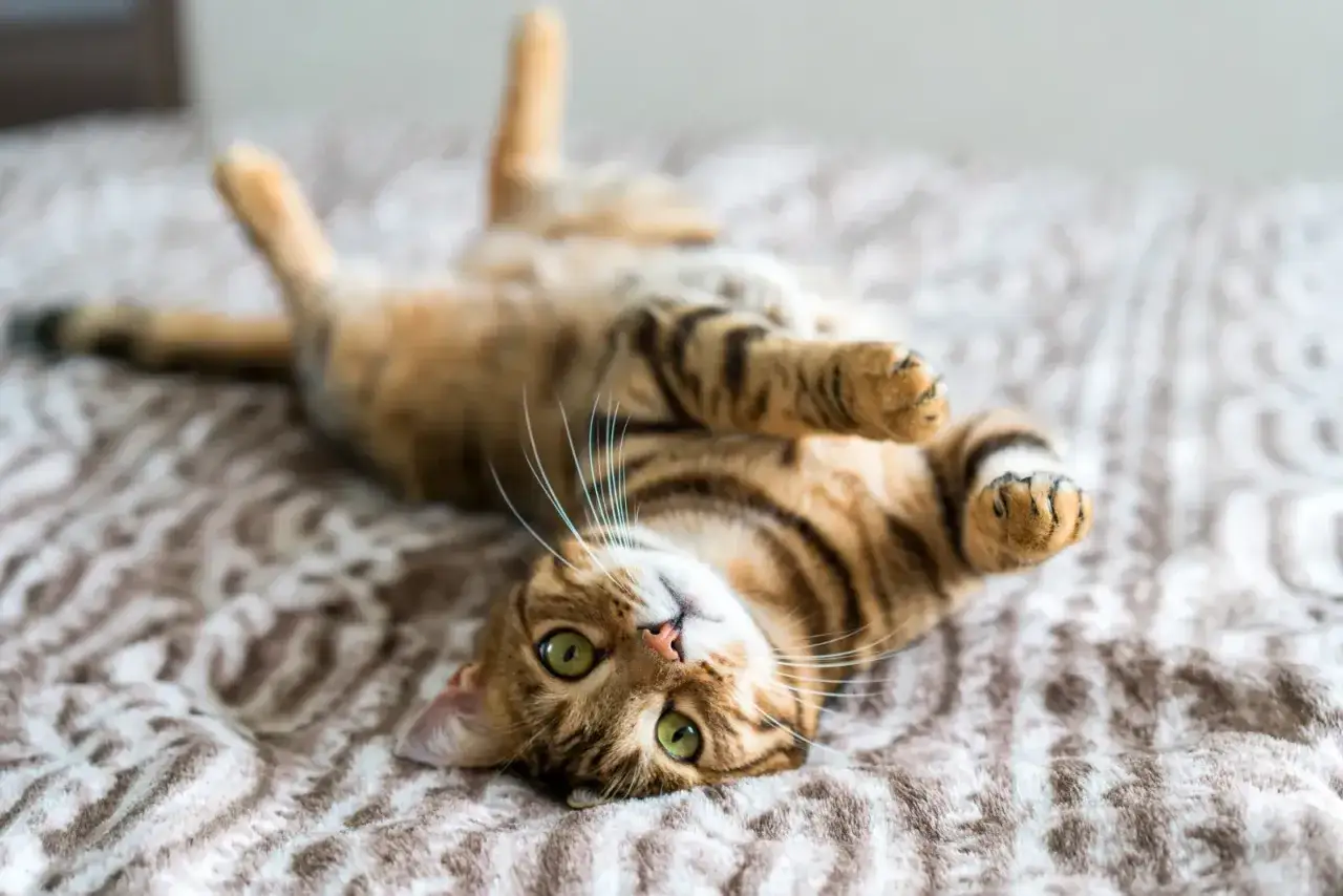 A playful tabby cat rolls on its back, green eyes wide. It's a mystery if cats know their names, but this one looks ready for one!