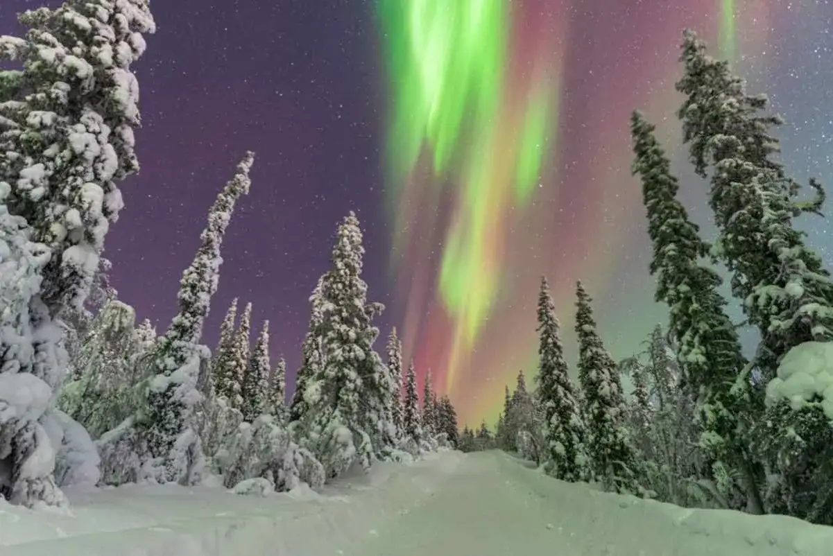 Snötäckta träd i Sverige under en magisk aurora. Ett vinterlandskap med norrsken som dansar över himlen.