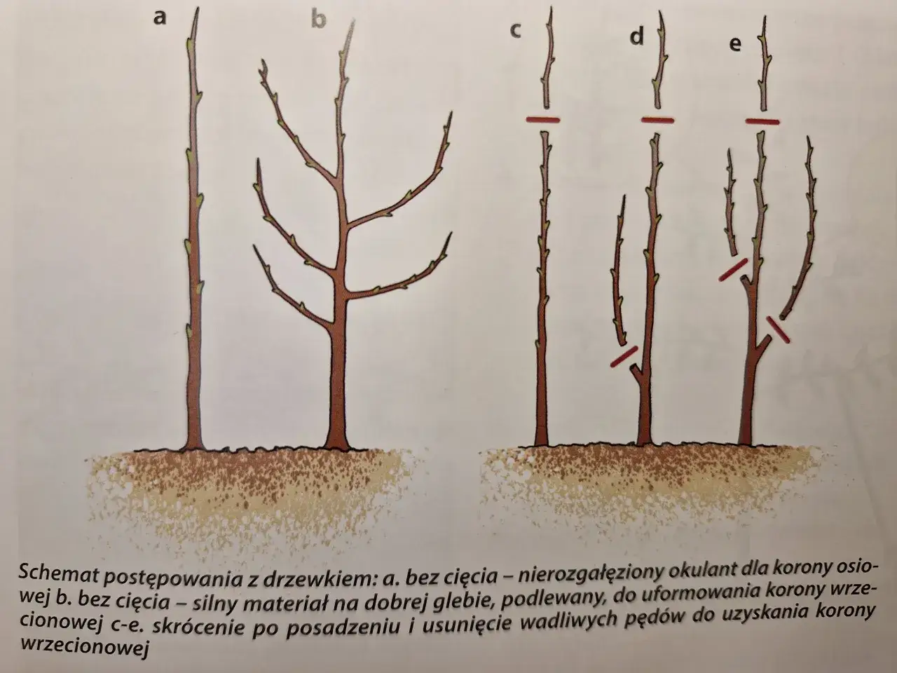Ilustracja pokazuje r&oacute;żne etapy cięcia porzeczek, od sadzonki bez cięcia po formowanie korony wrzecionowej.