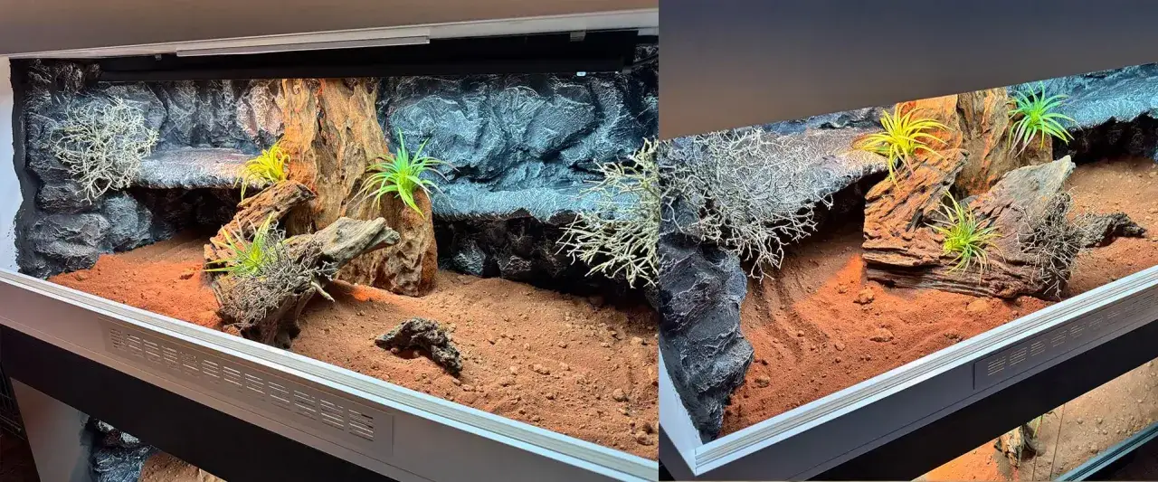 Piękne terrarium dla agamy brodatej, z kamieniami, korzeniami i roślinami. Cena takiego wyposażenia może być różna.