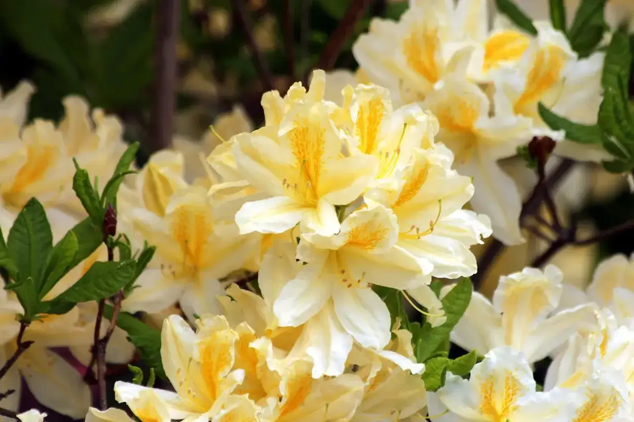 Piękne, kremowo-żółte rododendron odmiany z delikatnymi, pomarańczowymi plamkami na płatkach.