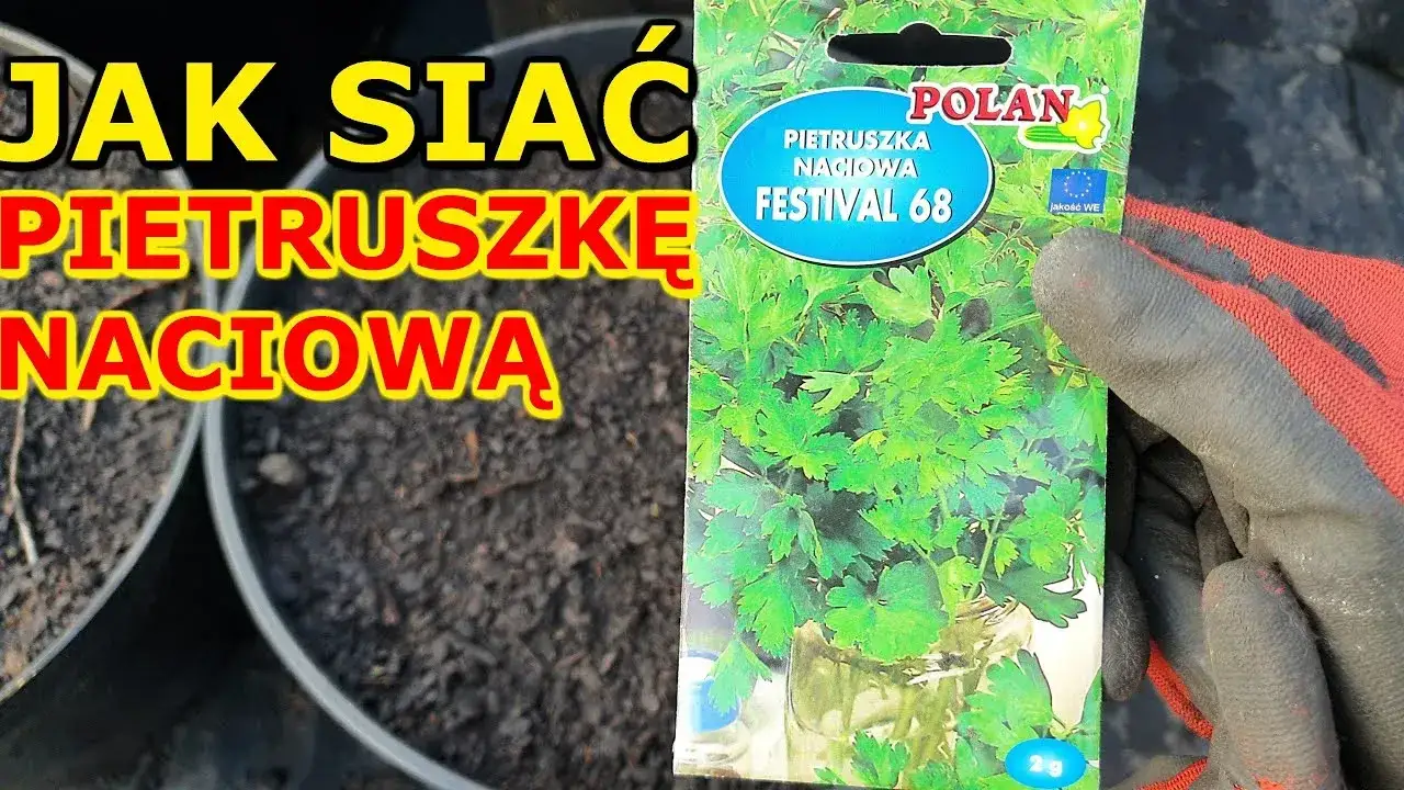 Zdjęcie Jak siać pietruszkę naciową w doniczce, aby uniknąć błędów w uprawie