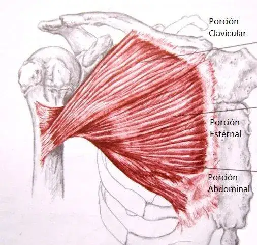 Zdjęcie Domina tus M&uacute;sculos Pectorales: Ejercicios y Rutinas Clave