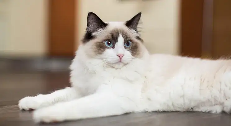 Zdjęcie Czy ragdoll gubi sierść? Odkryj prawdę o linieniu tych kotów