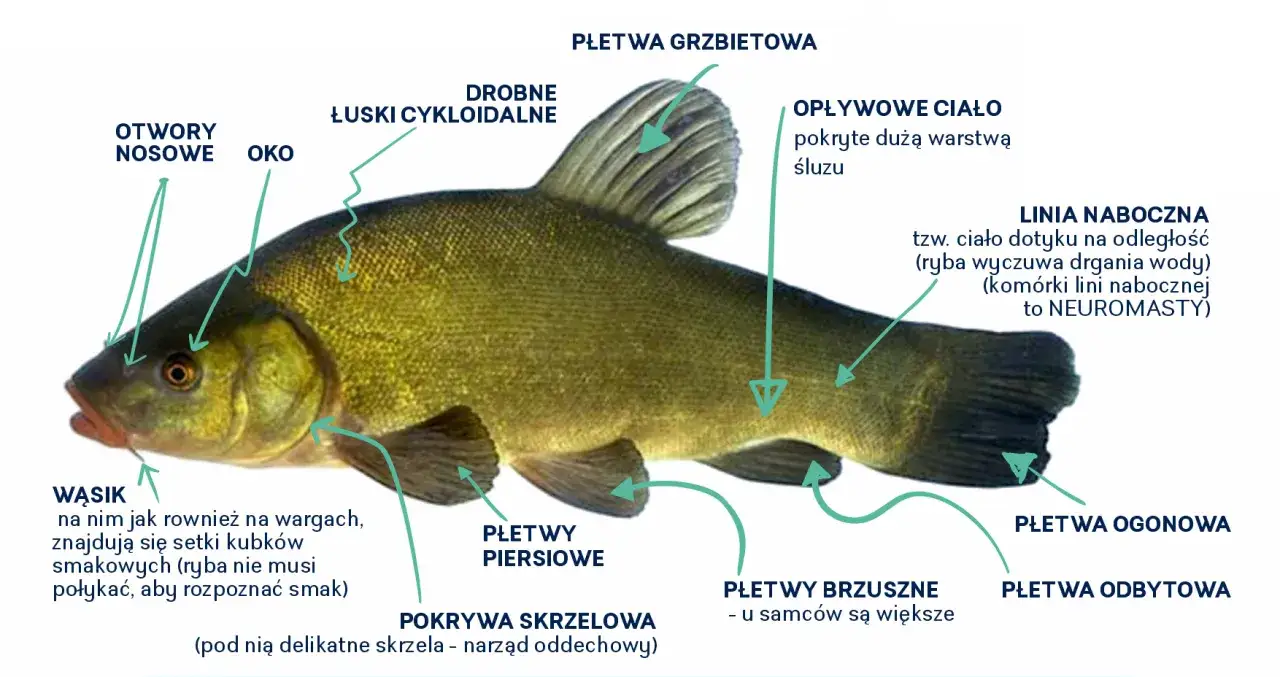 Szczegółowy opis lina, ryby z rzeki, z zaznaczonymi: wąsikiem, okiem, łuskami, płetwami i linią naboczną.