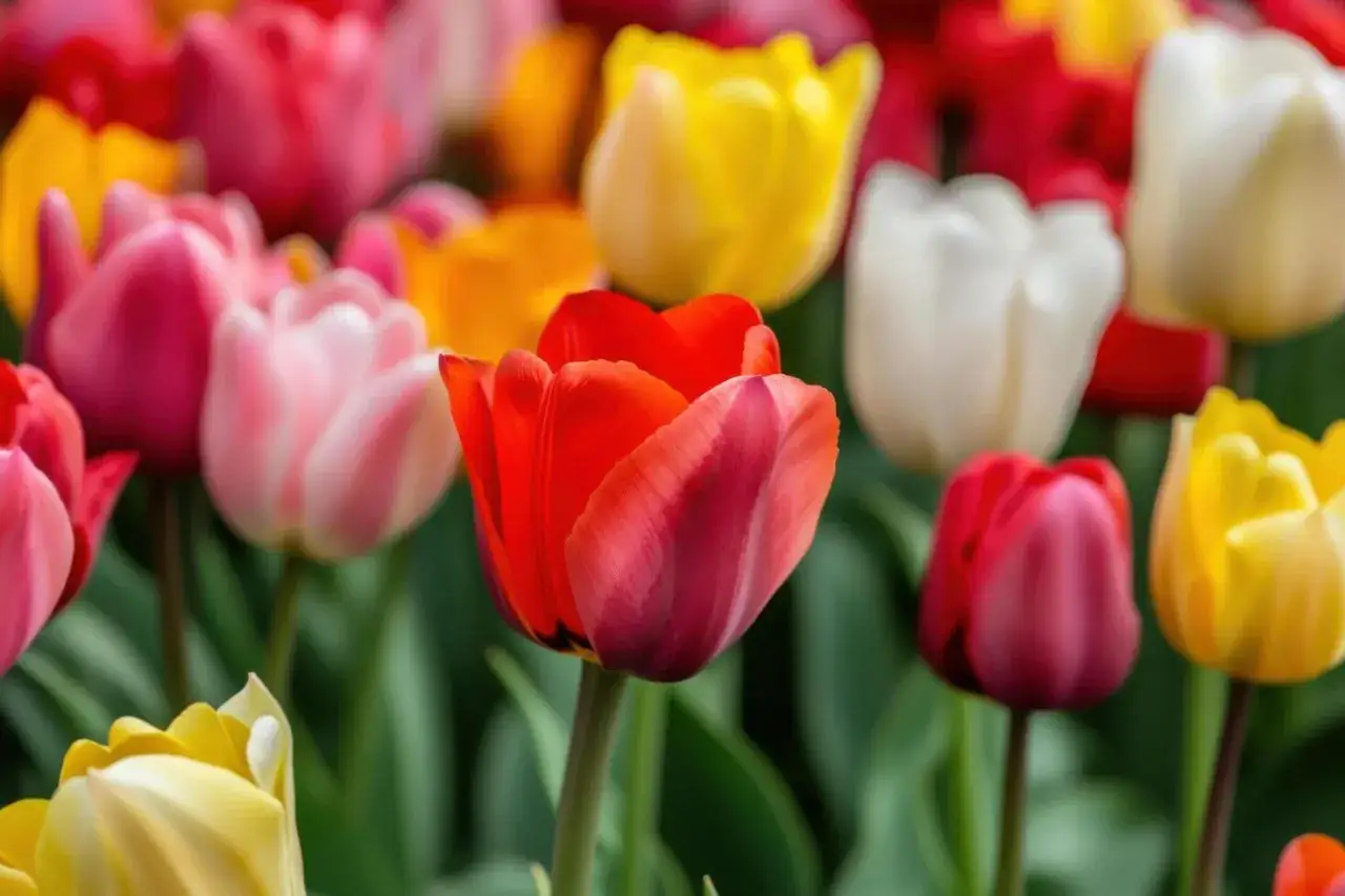 Tulipanes de colores vibrantes, como frases sobre la primavera que alegran la vista.