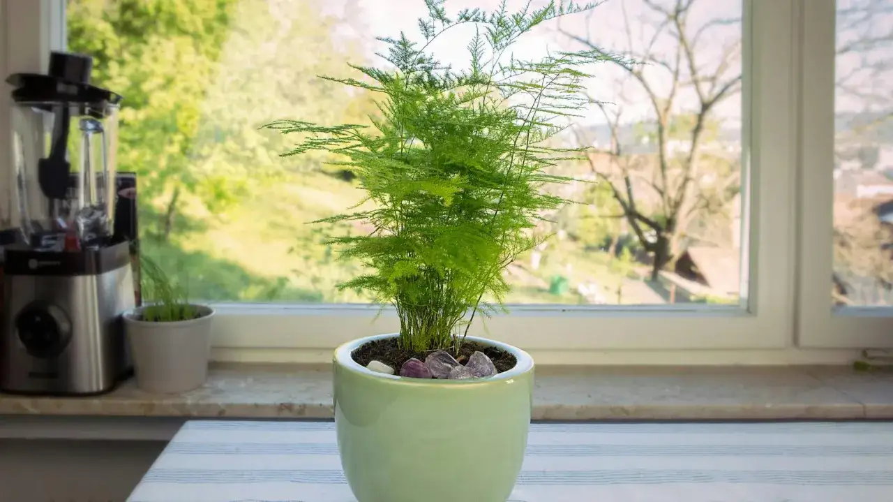 Zielony asparagus pierzasty, ozdobiony kamieniami, rośnie na parapecie. Za oknem widać wiosenną zieleń.