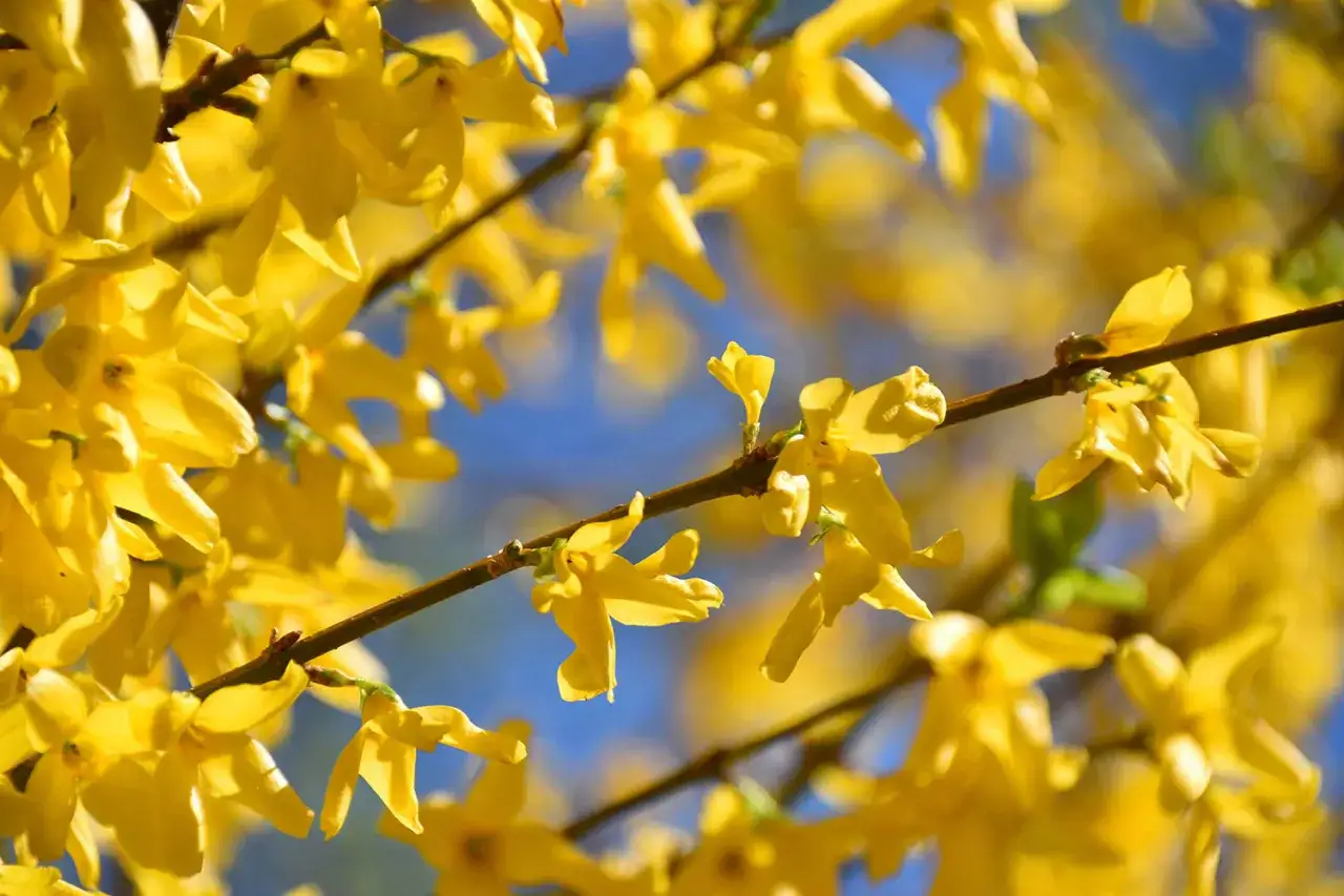 Jasne, ż&oacute;łte kwiaty forsycji kwitnące na tle błękitnego nieba. Idealny czas, by pomyśleć, forsycja kiedy sadzić, by cieszyć się tym widokiem co roku.