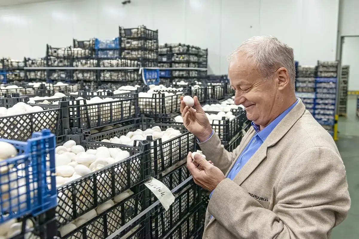 Mężczyzna ogląda pieczarki w magazynie pełnym skrzynek z grzybami.