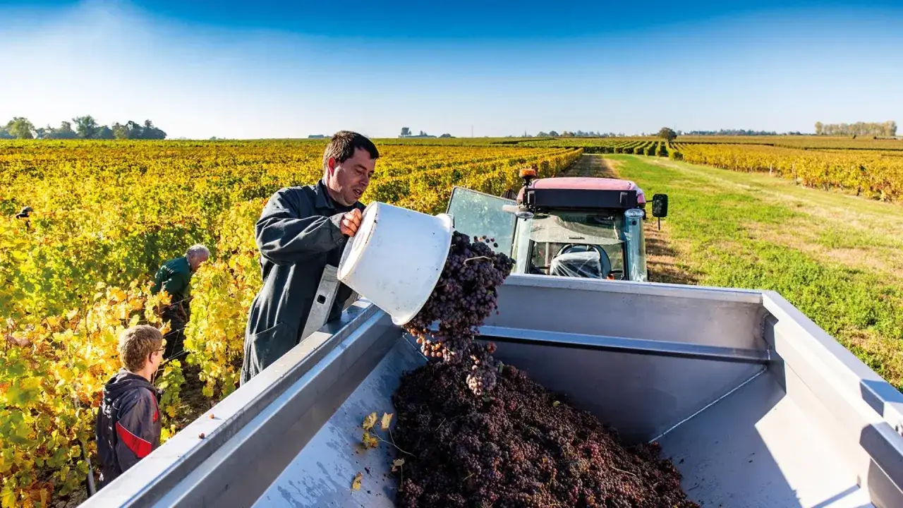 Vendange dans un vignoble. Un homme verse des grappes de raisin dans une remorque, illustrant la diff&eacute;rence entre vigneron et viticulteur.