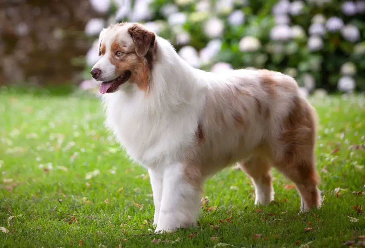 Ein wundersch&ouml;ner Australian Shepherd Red Merle steht im Gras. Sein Fell ist wei&szlig; mit roten Flecken.