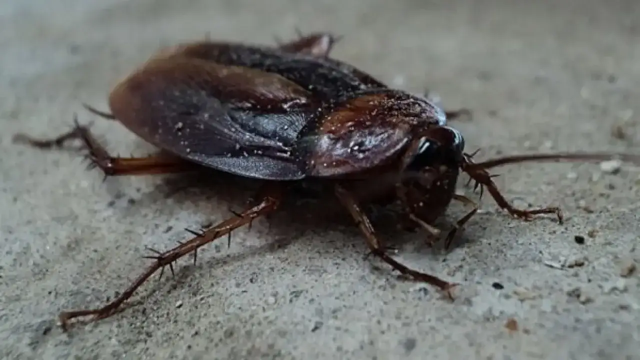 Una cr&iacute;a de cucaracha, con sus patas espinosas y antenas largas, se arrastra sobre una superficie de cemento.