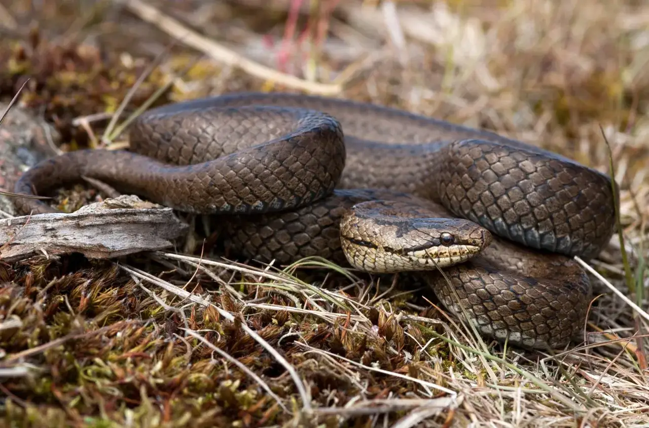 En hasselsnok, en av Sveriges svenska ormar, ligger hoprullad p&aring; mossig mark.