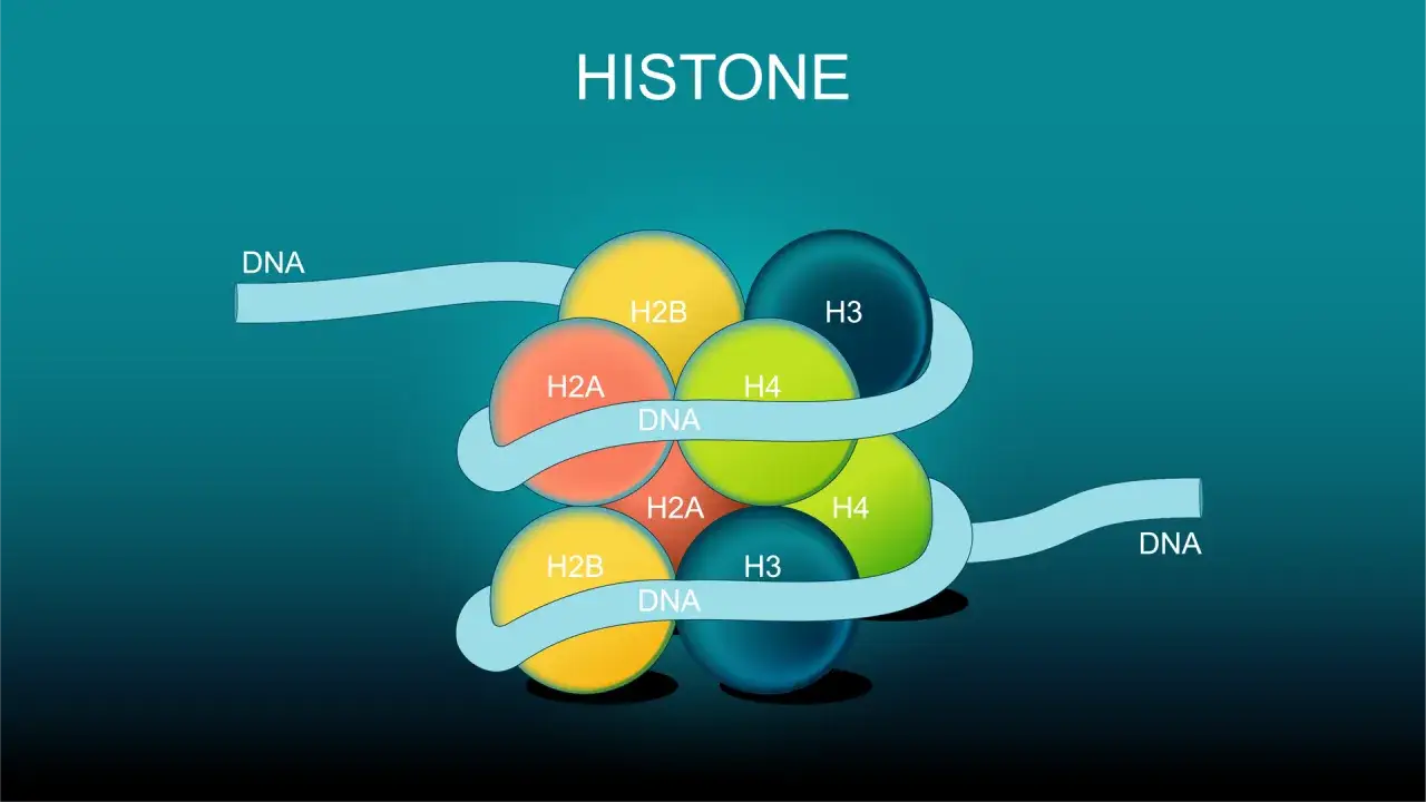 El ADN se enrolla alrededor de las proteínas que son las histonas, formando nucleosomas para compactar el material genético.
