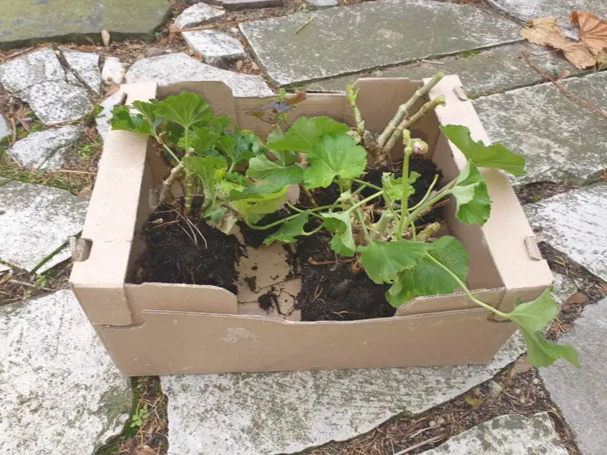 Pelargonie z bryłą korzeniową w kartonie, gotowe do tego, jak przezimować pelargonie w kartonie.