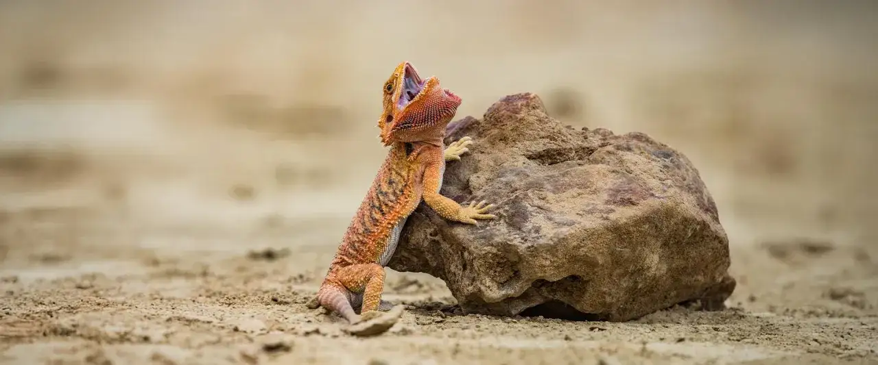 Terrarium dla agamy brodatej i gekona lamparciego