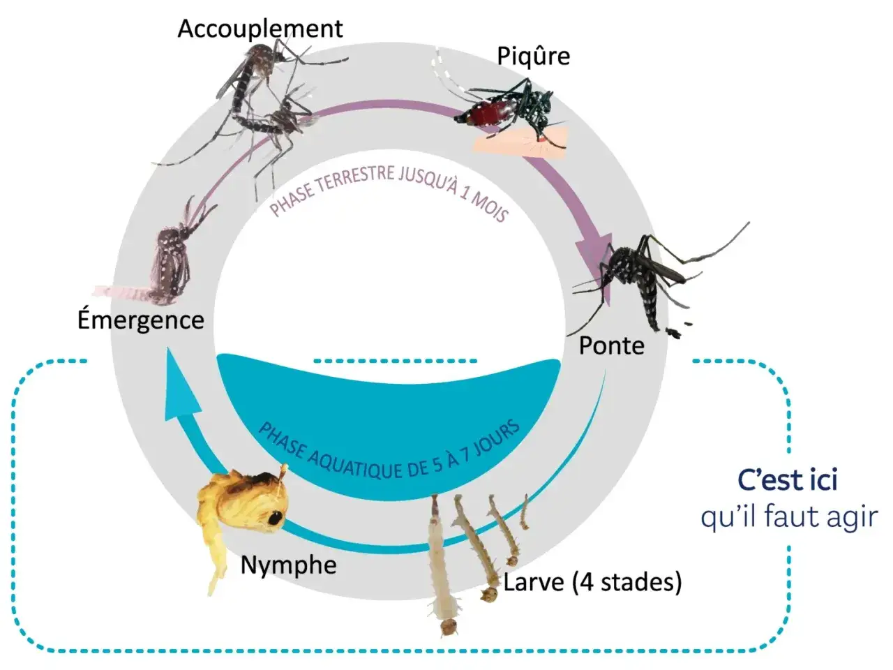 Cycle de vie du moustique : accouplement, ponte, larves, nymphe, émergence, piqûre. Agir sur les larves, par exemple avec de la javel, est crucial.