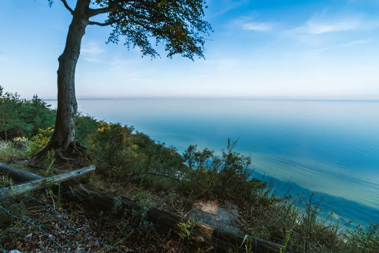 Drzewo na klifie nad spokojnym morzem. Zachodniopomorskie atrakcje oferują takie widoki.