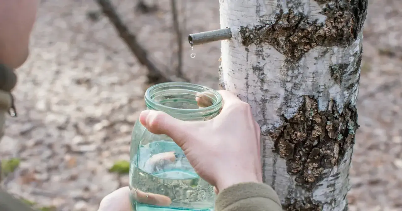 Zbieranie cennego soku z brzozy do słoika. Kropla po kropli, wiosenna natura obdarza.