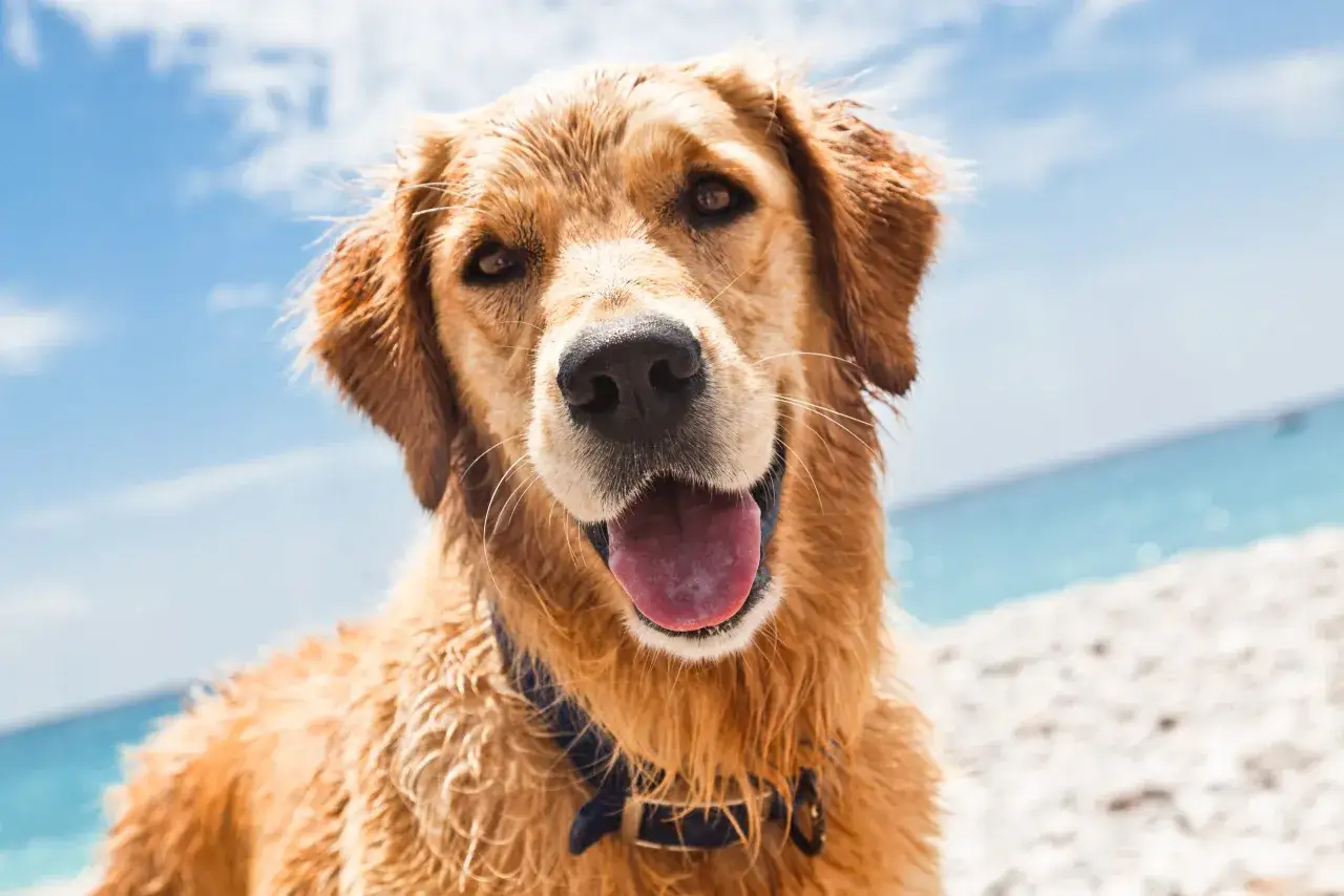 Un felice golden retriever con il pelo bagnato, pronto per il mare. Chissà a quanti mesi posso portare il cane al mare?