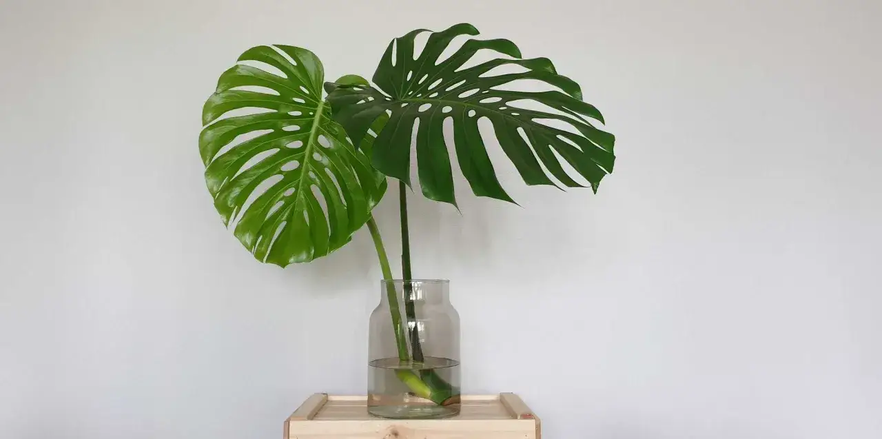 Zwei große, geschlitzte Monstera-Blätter in einer Glasvase mit Wasser. Ein Beispiel für vegetative Vermehrung, das neue Wurzeln bilden wird.